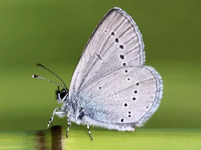 Cupido (Cupido) minimus