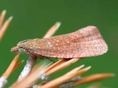 Celypha rufana