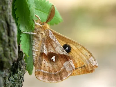 Aglia tau