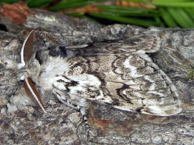 Calliteara abietis