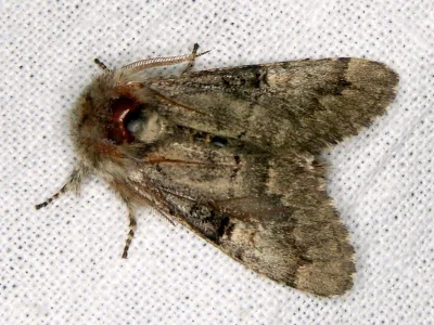 Gluphisia crenata