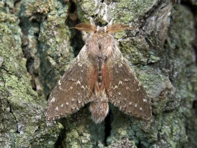 Stauropus fagi