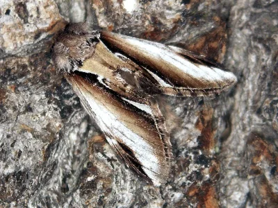 Pheosia gnoma