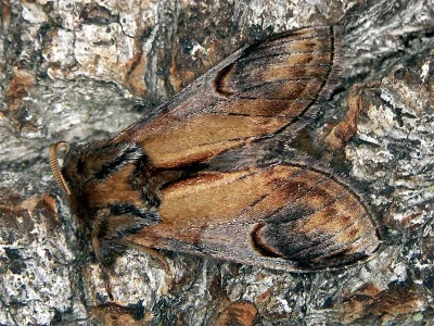 Notodonta ziczac