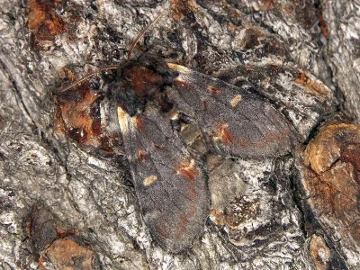 Notodonta dromedarius