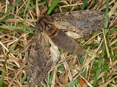Peridea anceps