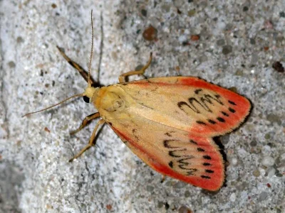 Miltochrista miniata