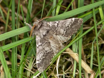 Drymonia ruficornis