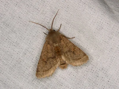 Orthosia (Monima) cerasi