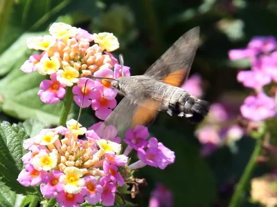 Macroglossum stellatarum