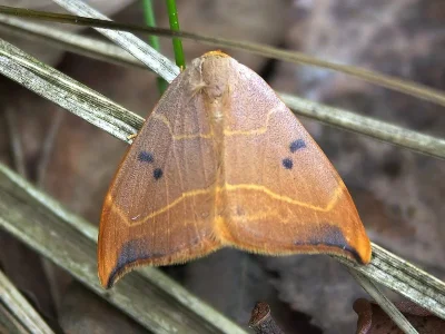 Watsonalla binaria