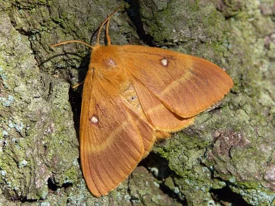 Lasiocampa (Lasiocampa) quercus