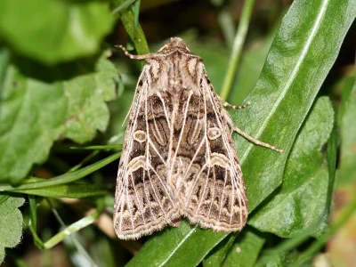 Tholera decimalis