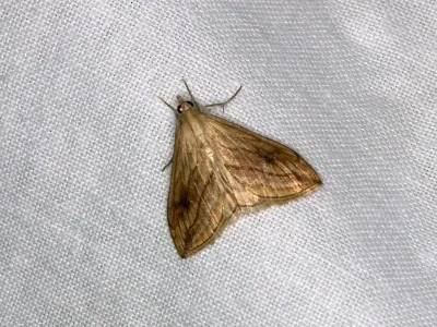 Evergestis forficalis