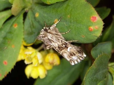 Calophasia lunula