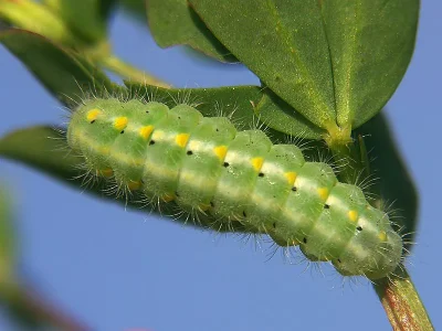 Zygaena (Agrumenia) viciae