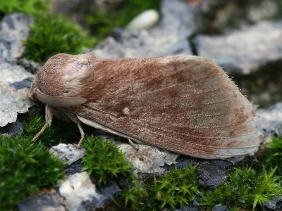 Dendrolimus pini