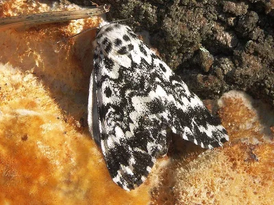Panthea coenobita