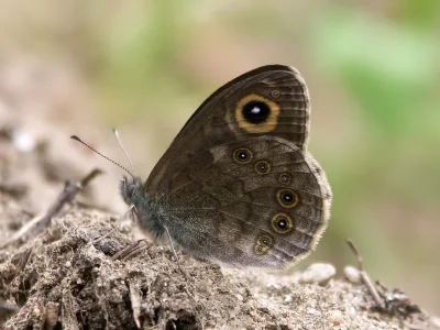 Lasiommata maera