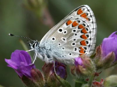 Aricia (Aricia) agestis