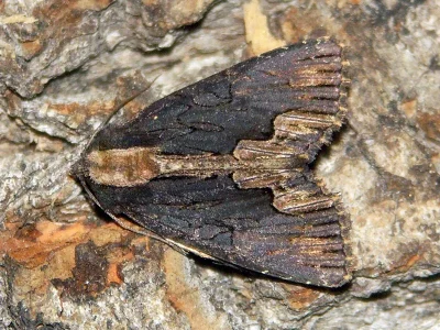 Dypterygia scabriuscula