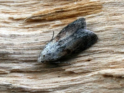 Aphomia sociella