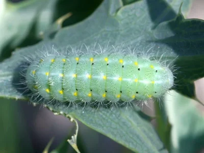 Zygaena (Mesembrynus) punctum