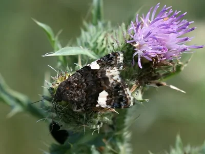Tyta luctuosa
