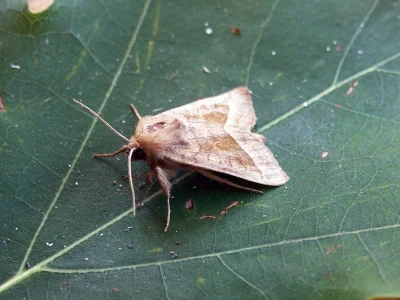 Hydraecia micacea