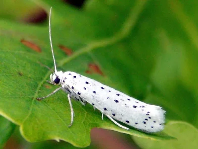 Yponomeuta cagnagella