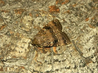 Amphipyra (Amphipyra) pyramidea