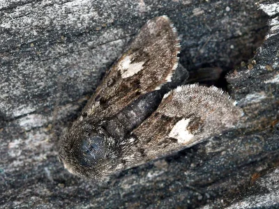 Coranarta cordigera