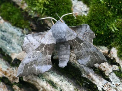 Laothoe populi