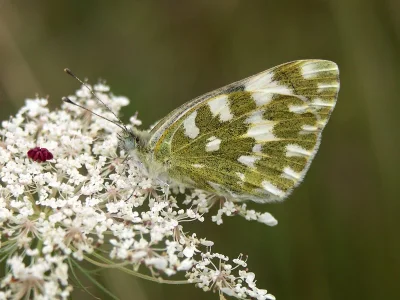Pontia edusa
