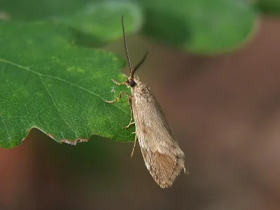 Diurnea lipsiella