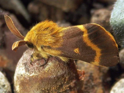 Lemonia dumi