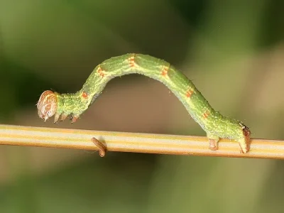 Cyclophora (Codonia) punctaria