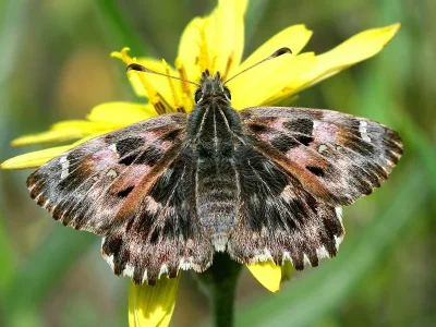 Carcharodus alceae