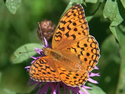 Argynnis (Fabriciana) adippe
