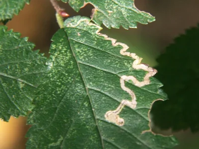 Stigmella lemniscella