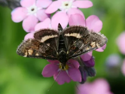 Pyrausta porphyralis