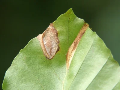 Phyllonorycter maestingella