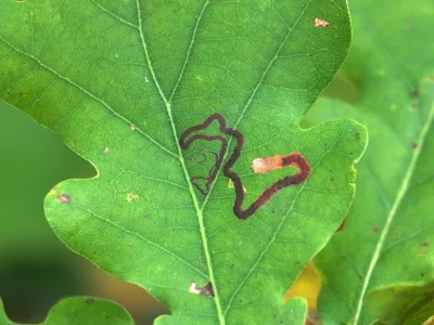 Stigmella basiguttella