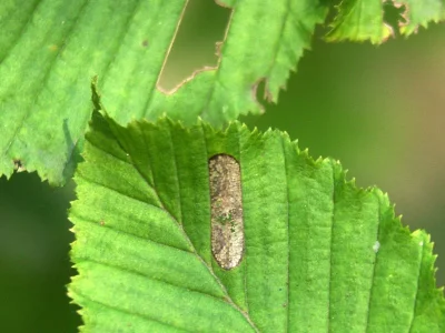 Phyllonorycter tenerella