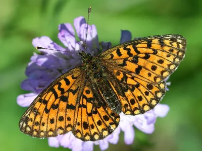 Boloria (Clossiana) selene
