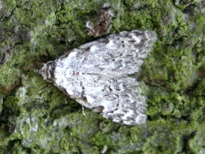 Nola (N.) confusalis