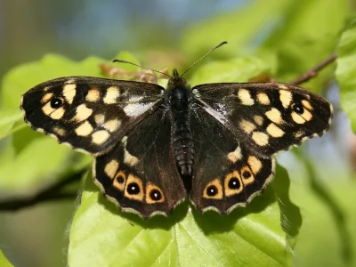 Pararge aegeria