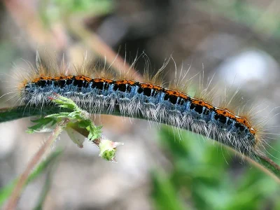 Malacosoma (Clisiocampa) castrensis