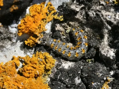 Bryophila (Bryoleuca) raptricula