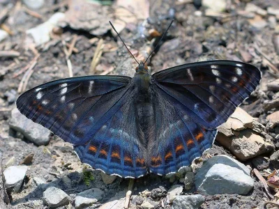 Limenitis populi